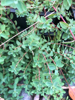 Saint John's Wort Plant, (Hypericum perfolatum) in a 2.5-inch pot Organic Medicinal Herb Plant