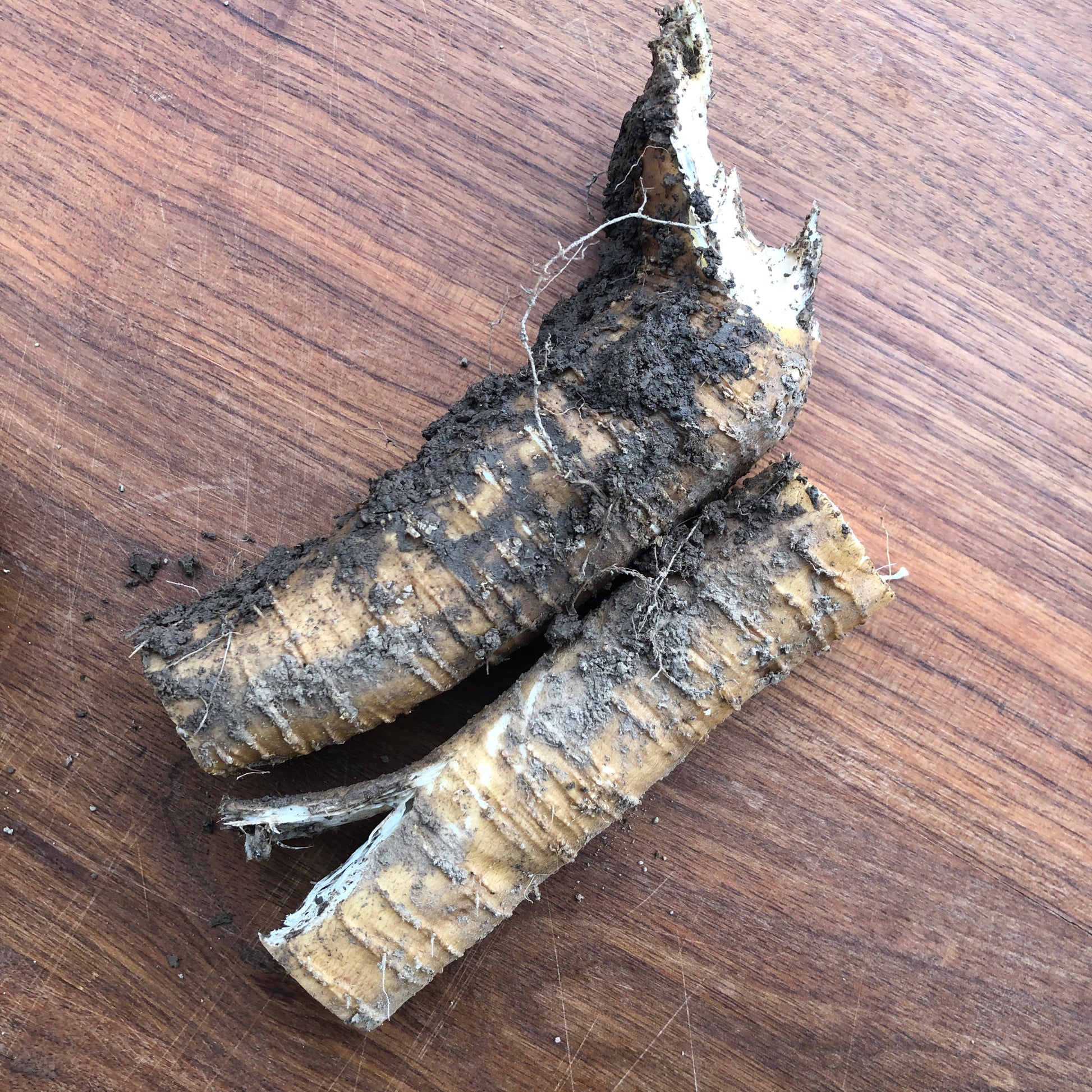 Smoke Camp Crafts Organic Horseradish Roots (4 oz) are ideal for eating or planting—perfect for making your own horseradish sauce or growing fresh roots at home.