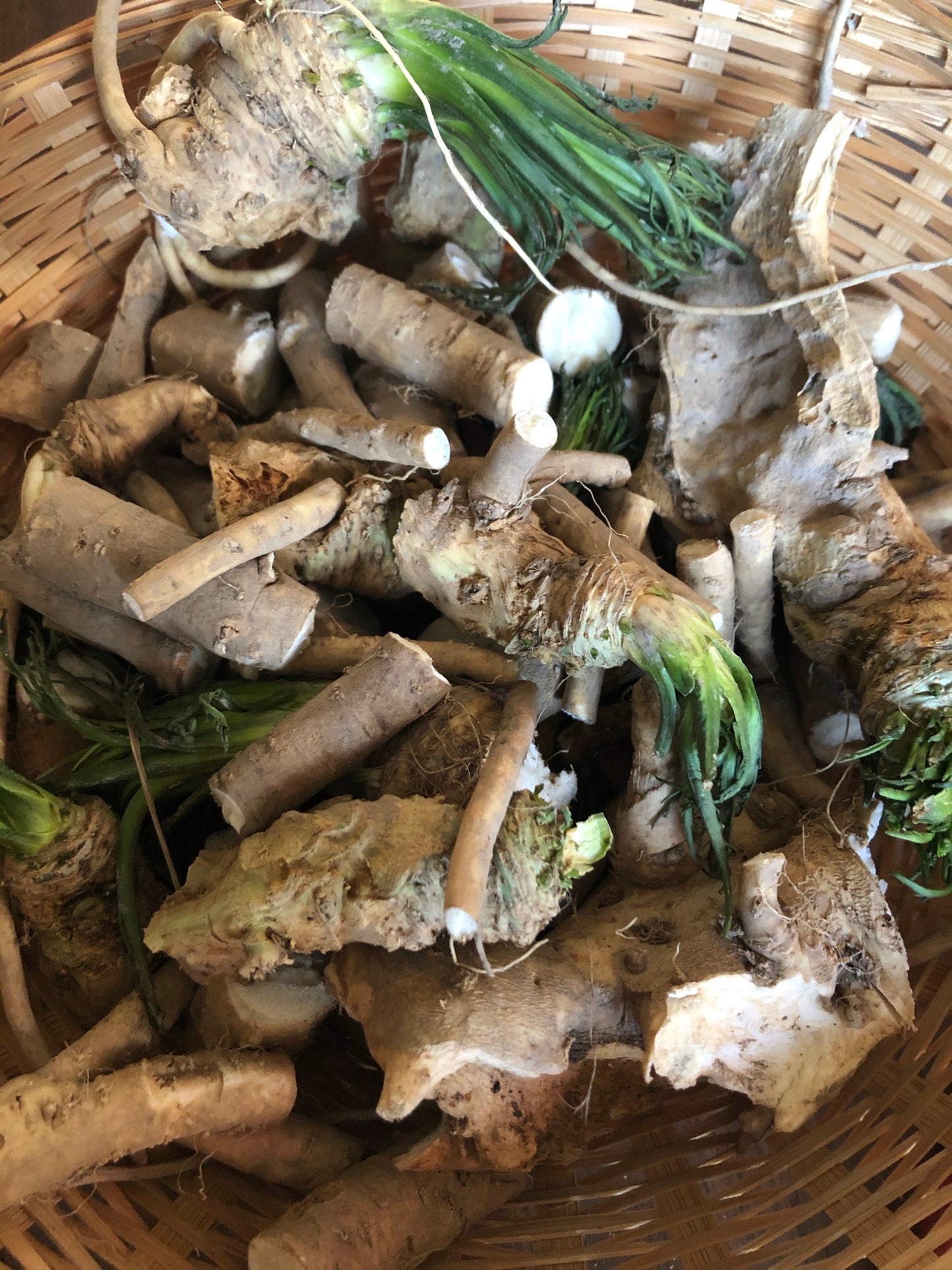Smoke Camp Crafts Organic Horseradish Roots - 4 oz, freshly harvested and perfect for eating, planting, or making your own horseradish sauce. Includes chunky roots with some green stems and earth still attached for natural charm.