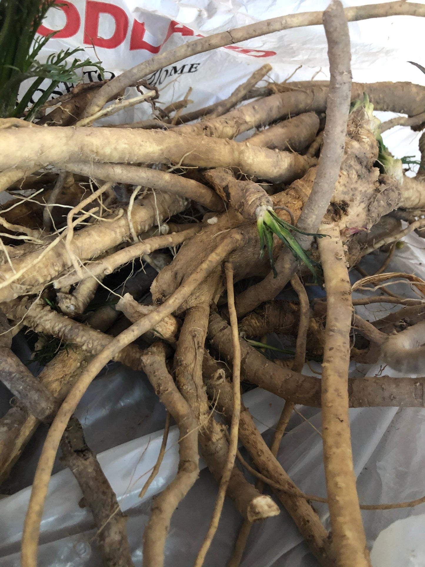 A close-up of Organic Horseradish Roots by Smoke Camp Crafts (4 oz), tan-colored with green shoots, resting on a plastic bag—perfect for eating, planting, or making your own horseradish sauce.