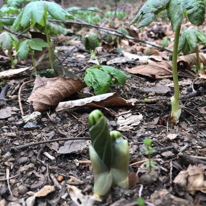 Mayapple (Podophyllum peltatum) Organic Plant in 2.5-inch Pot - American Mandrake, Duck's Foot, Hog Apple, May Apple, May-Apple, Umbrella Leaf by Smoke Camp Crafts