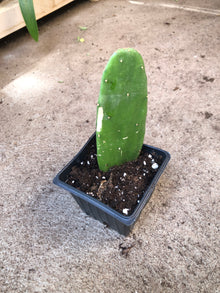 Prickly Pear (Opuntia cochenillifera) Organic Cactus Plant in 2.5-inch Pot by Smoke Camp Crafts - Scurgeons Needle, Nopal