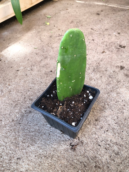 Prickly Pear (Opuntia cochenillifera) Organic Cactus Plant in 2.5-inch Pot by Smoke Camp Crafts - Scurgeons Needle, Nopal