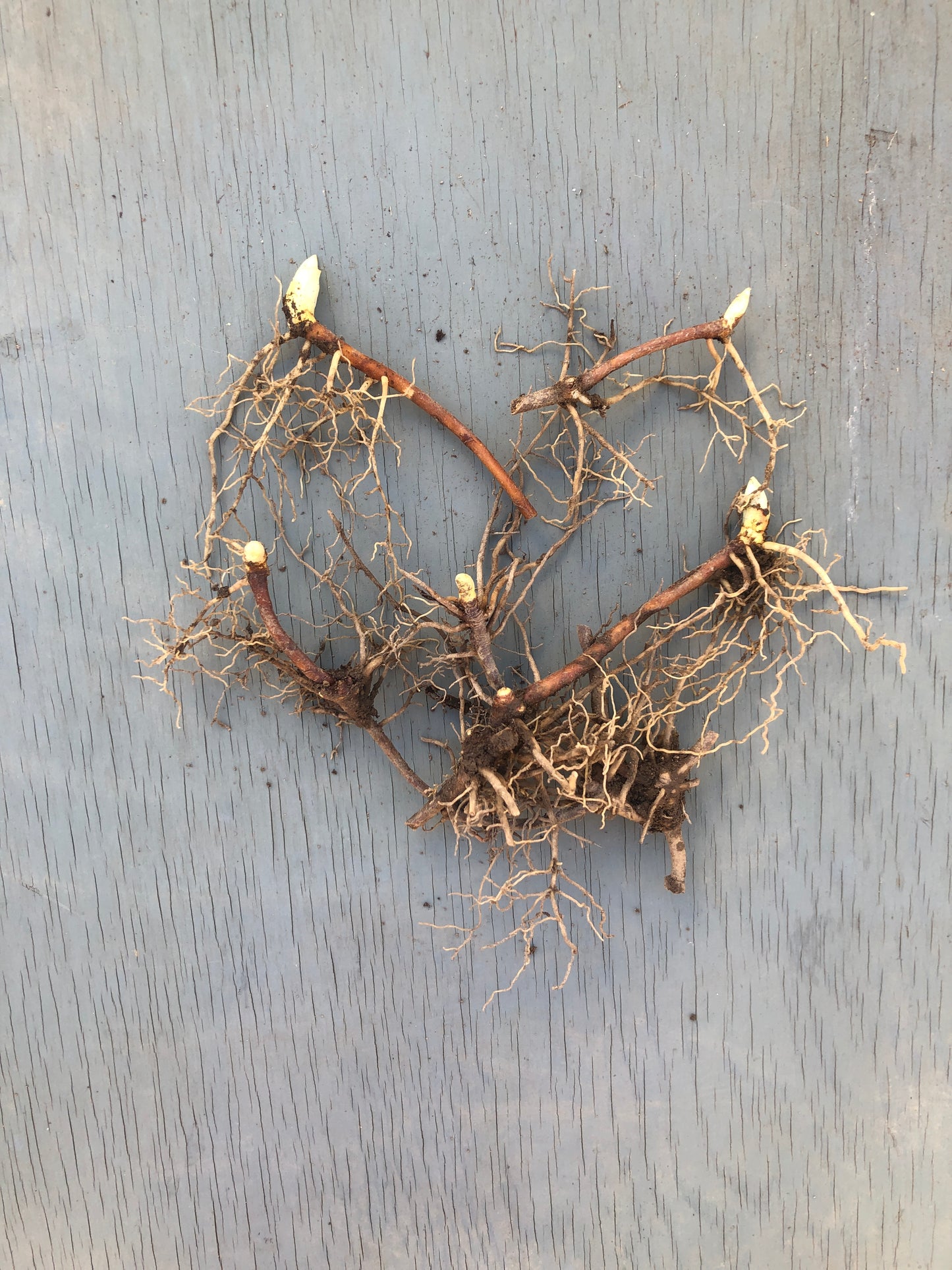Organic Mayapple (Podophyllum peltatum) Five (5) Bare Roots - American Mandrake, Duck's Foot, Hog Apple, May Apple, May-Apple, Umbrella Leaf by Smoke Camp Crafts