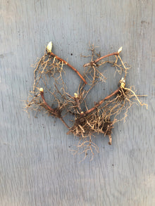Organic Mayapple (Podophyllum peltatum) Five (5) Bare Roots - American Mandrake, Duck's Foot, Hog Apple, May Apple, May-Apple, Umbrella Leaf by Smoke Camp Crafts