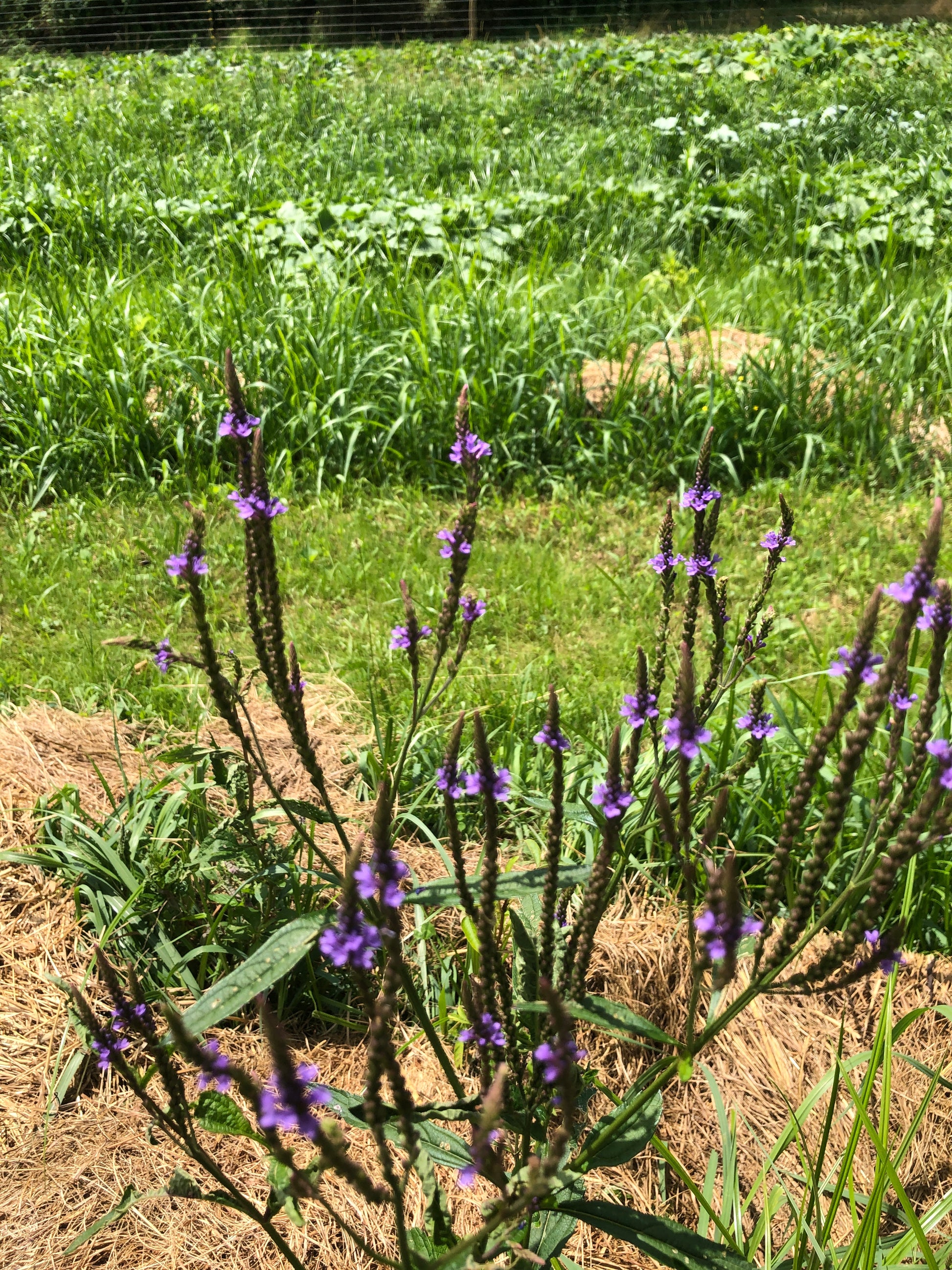 vervain plant seeds Blue Vervain (Verbena hastata) - 0.1 grams, 100 seeds