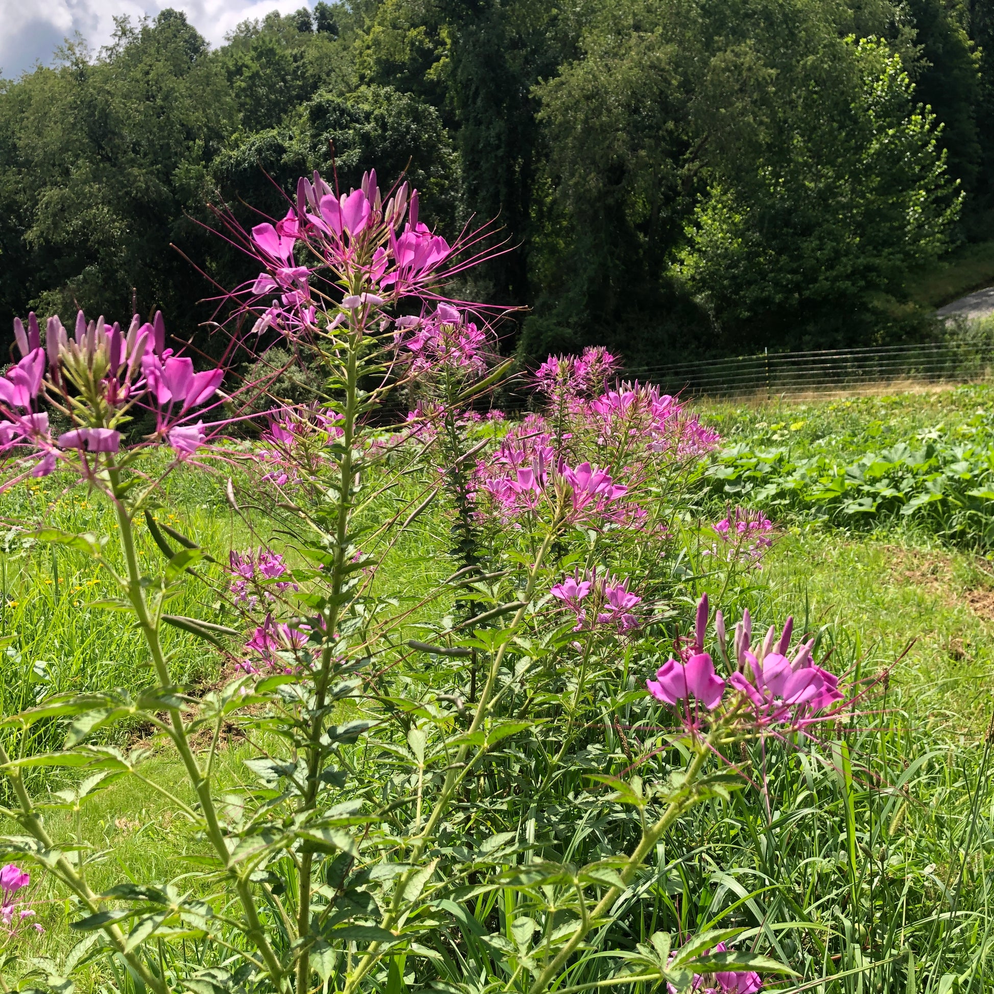 purple queen spider plant Spider Flower Seeds (Cleome hassleriana) 1000 Seeds (2 grams)