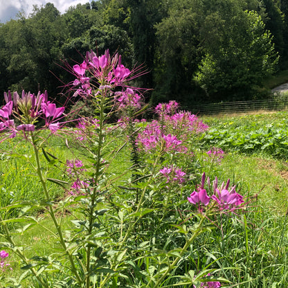 pink spider plant for sale Spider Flower Seeds (Cleome hassleriana) 1000 Seeds (2 grams)