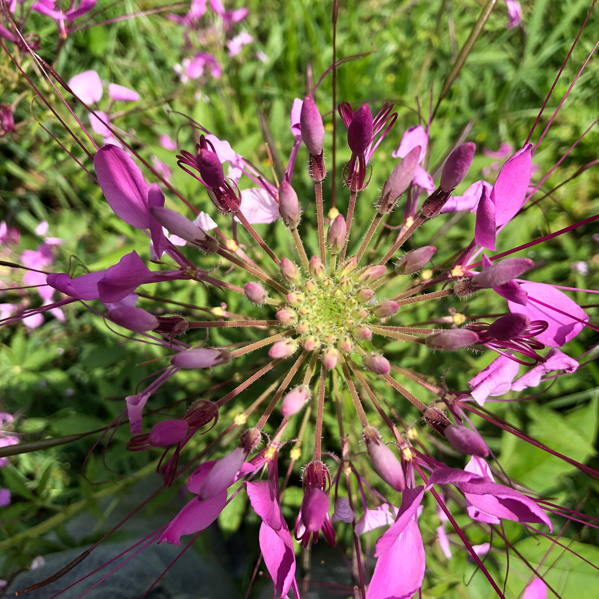 spider plant weed Spider Flower (Cleome hassleriana) 1000 seeds (2 grams)