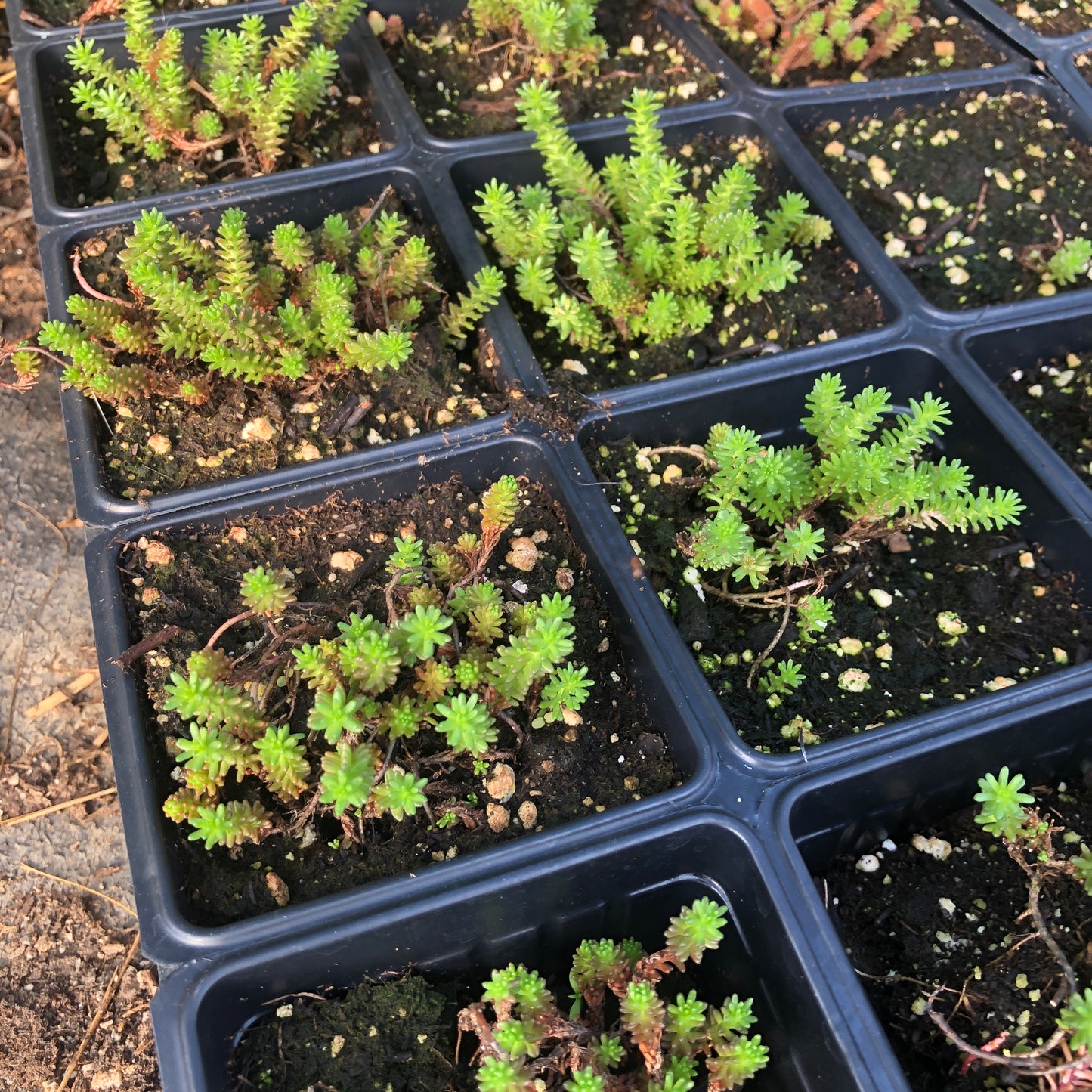 Tasteless Stonecrop (Sedum sexangulare) Organic Plant in 2.5-inch Pot by Smoke Camp Crafts - Watch Chain Stonecrop, Six Row Stonecrop