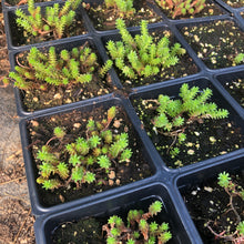 Tasteless Stonecrop (Sedum sexangulare) Organic Plant in 2.5-inch Pot by Smoke Camp Crafts - Watch Chain Stonecrop, Six Row Stonecrop