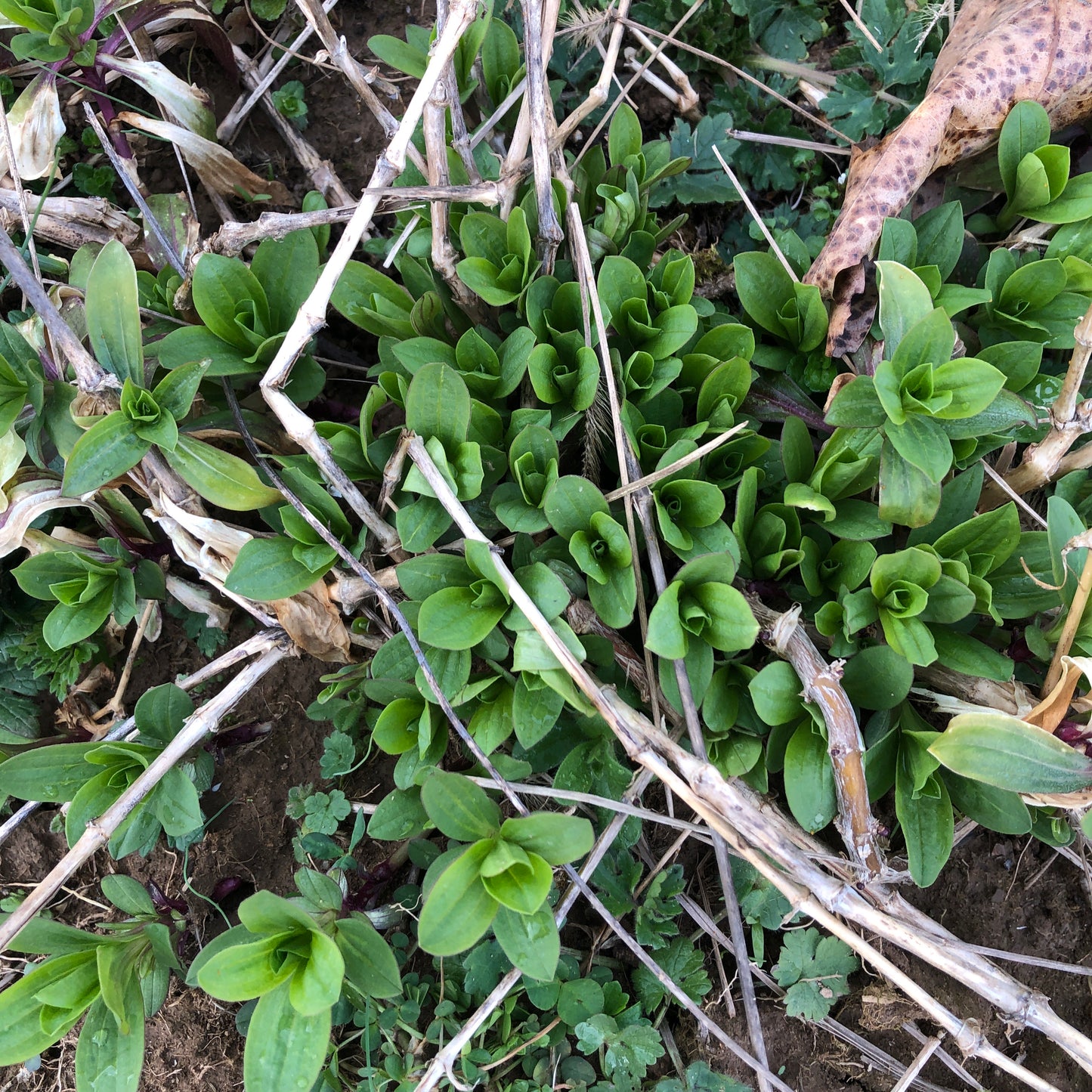 A cluster of green Soapwort (Saponaria officinalis) plants, from 250 organic seeds by Smoke Camp Crafts, grows among dry twigs and soil patches with smaller green plants.