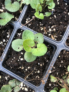Golden Ragwort (Packera aurea) Organic Plant in a 2.5-Inch pot by Smoke Camp Crafts - Native Pollinator Plant - Golden Groundsel - Senecio aureus