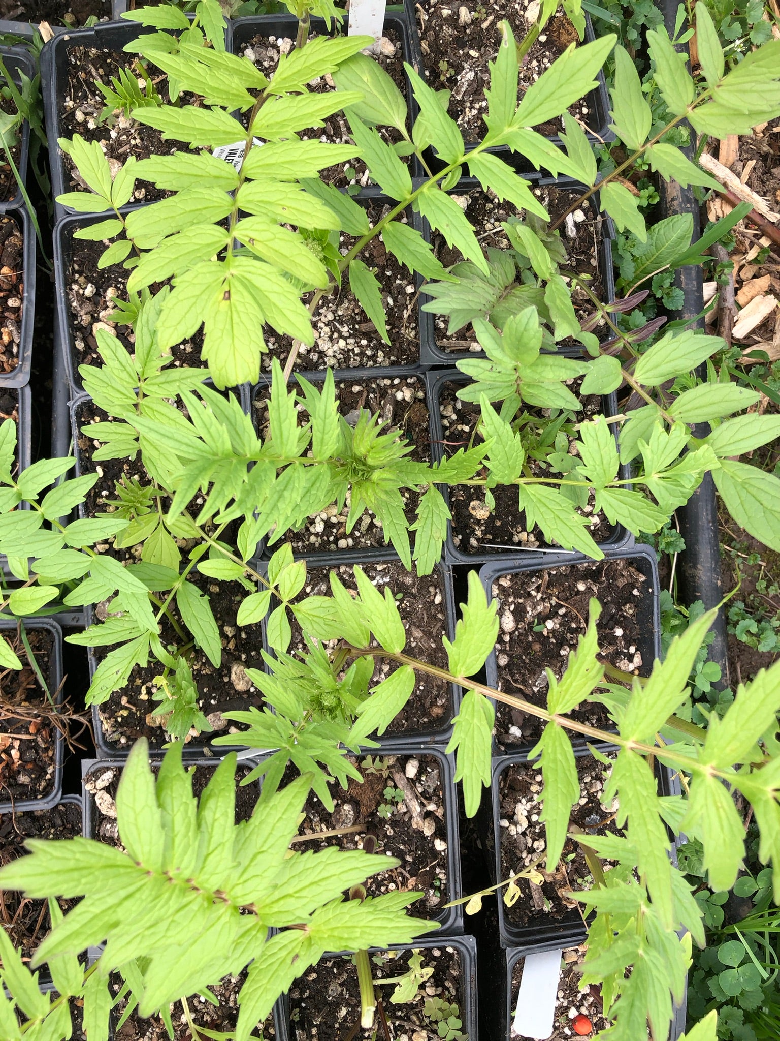 valerian potted plant Smoke Camp Crafts 5' Valerian Plant Live Plants in 2.5" Pots