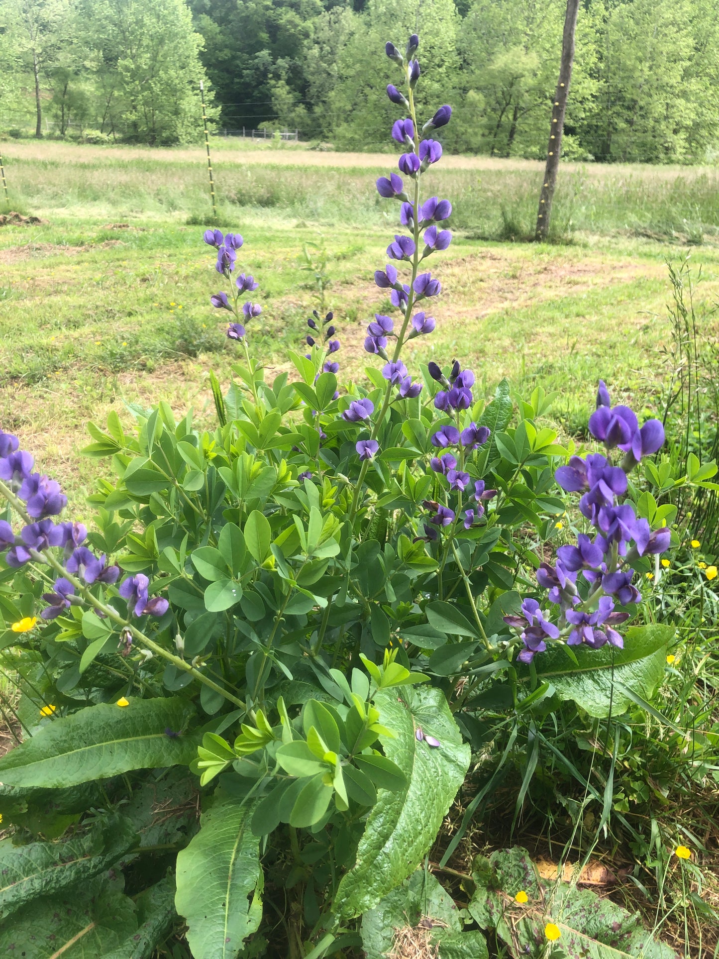 Blue False Indigo (Baptisia australis) Organic Plant in 2.5-inch Pot by Smoke Camp Crafts - North American Native Perennial Pollinator