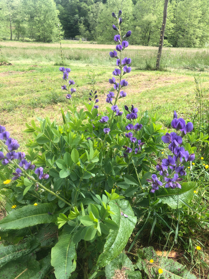 Blue False Indigo (Baptisia australis) Organic Plant in 2.5-inch Pot by Smoke Camp Crafts - North American Native Perennial Pollinator