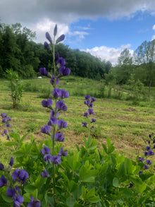 Blue False Indigo (Baptisia australis) Organic Plant in 2.5-inch Pot by Smoke Camp Crafts - North American Native Perennial Pollinator