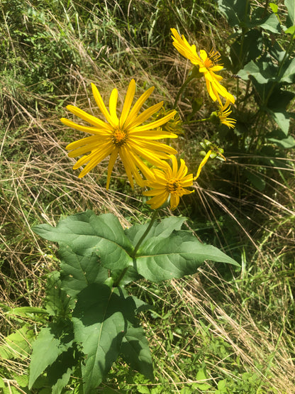 Cup Plant (Silphium perfoliatum) in 2..5-inch Pot - Organic Herbaceous Perennial Live Plant for Pollinators and Bees