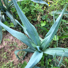 Rattlesnake Master (Eryngium yuccifolium) Organic Plant in 2.5-inch Pot by Smoke Camp Crafts - North American Native Pollinator Plant
