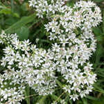 Garlic Chives (Allium tubersum) 2000 seeds (10 grams)