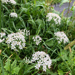 Garlic Chives (Allium tubersum) 2000 seeds (10 grams)