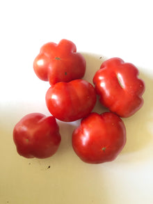 Cherry Tomato, Mini Wrinkles (Solanum lycopersicum) Organic Plant in 2.5-inch Pot by Smoke Camp Crafts - Pleated Cherry Tomato