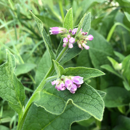 Organic Fresh Comfrey Roots - 4 oz