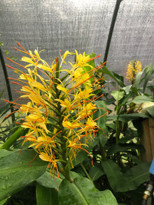 Kahili Ginger (Hedychium gardinerianum) Organic Plant in 2.5-inch Pot by Smoke Camp Crafts - Ginger Lily,
