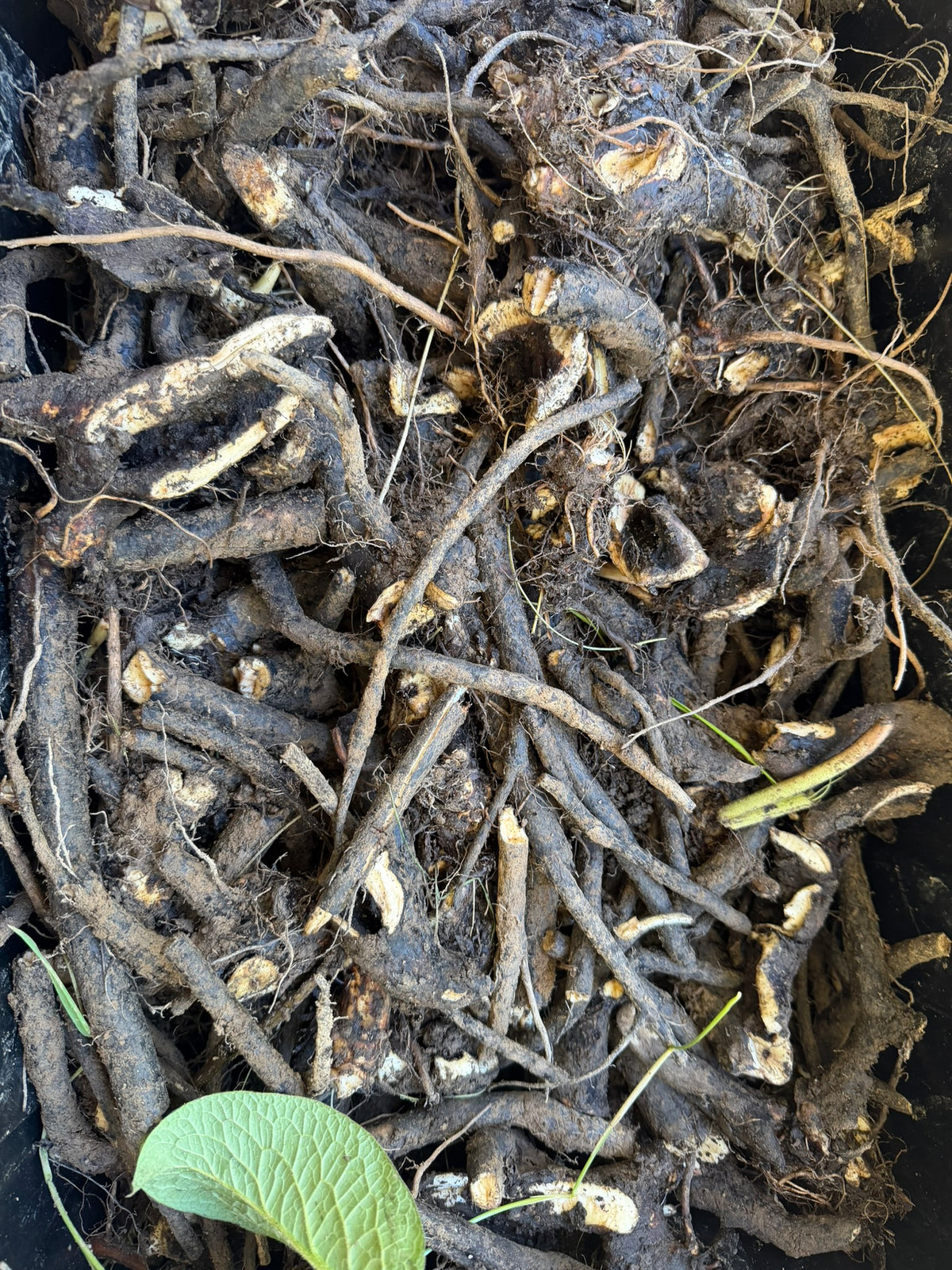 Organic Fresh Comfrey Roots - 4 oz