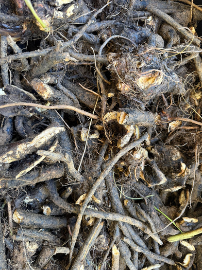Organic Fresh Comfrey Roots - 4 oz