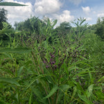 Ironweed (Veronia gigantea ) Plant in a 2.5-inch Pot - Native Pollinator Plant with Purple Flowers - ORGANIC