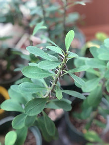 Crown of Thorns (Euphorbia milii) Plant in 3-inch Pot by Smoke Camp Crafts - Red-Flowered Succulent Houseplant