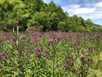 Ironweed (Veronia gigantea ) Plant in a 2.5-inch Pot - Native Pollinator Plant with Purple Flowers - ORGANIC