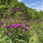 Ironweed (Veronia gigantea ) Plant in a 2.5-inch Pot - Native Pollinator Plant with Purple Flowers - ORGANIC