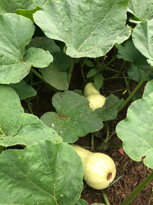 Waltham Butternut Squash Seeds (Cucurbita moschata) 50 seeds (10 grams) | Organic Butternut Squash Seeds