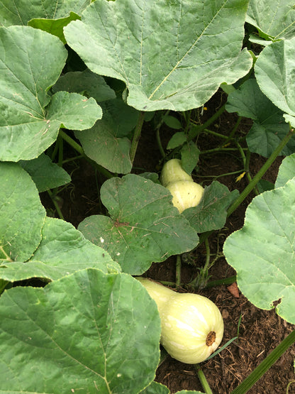 Waltham Butternut Squash Seeds (Cucurbita moschata) 50 seeds (10 grams) | Organic Butternut Squash Seeds
