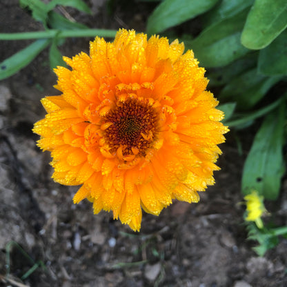 smoking marigold seeds Calendula Seeds