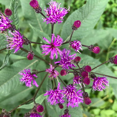 Ironweed (Veronia gigantea) Plant in a 2.5-inch Pot - Native Pollinator Plant with Purple Flowers - ORGANIC