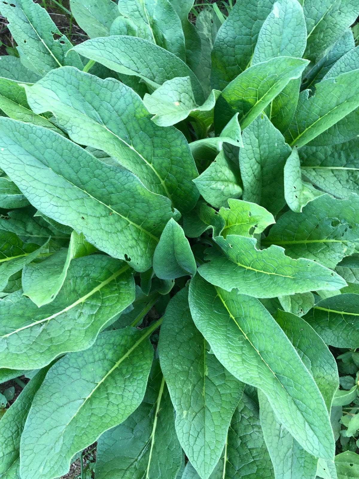 Organic Fresh Comfrey Roots - 4 oz