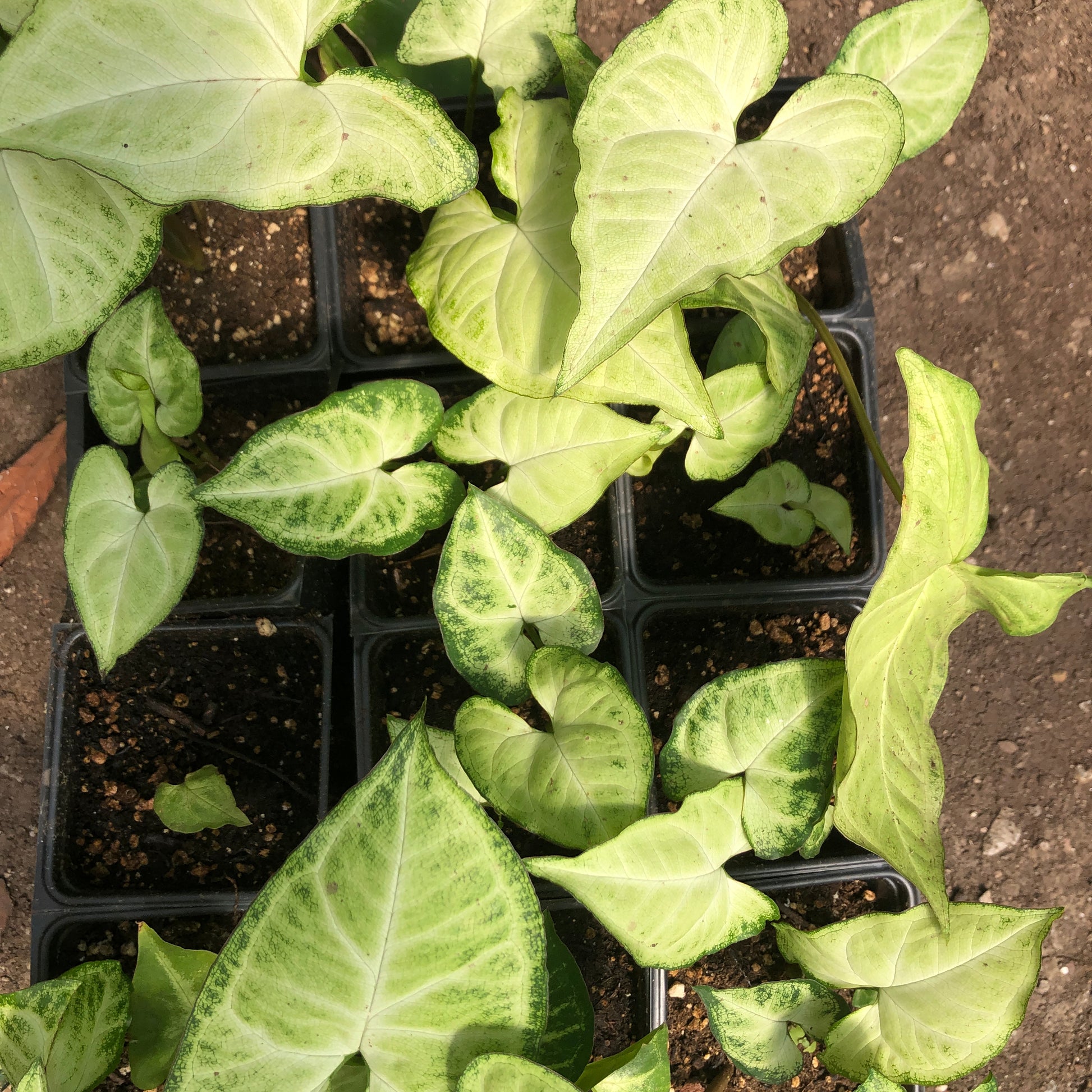 arrowhead plant pot Organic Arrowhead Plant (Syngonium podophyllum) in 2.5 inch Pot by Smo – Smoke Camp Crafts