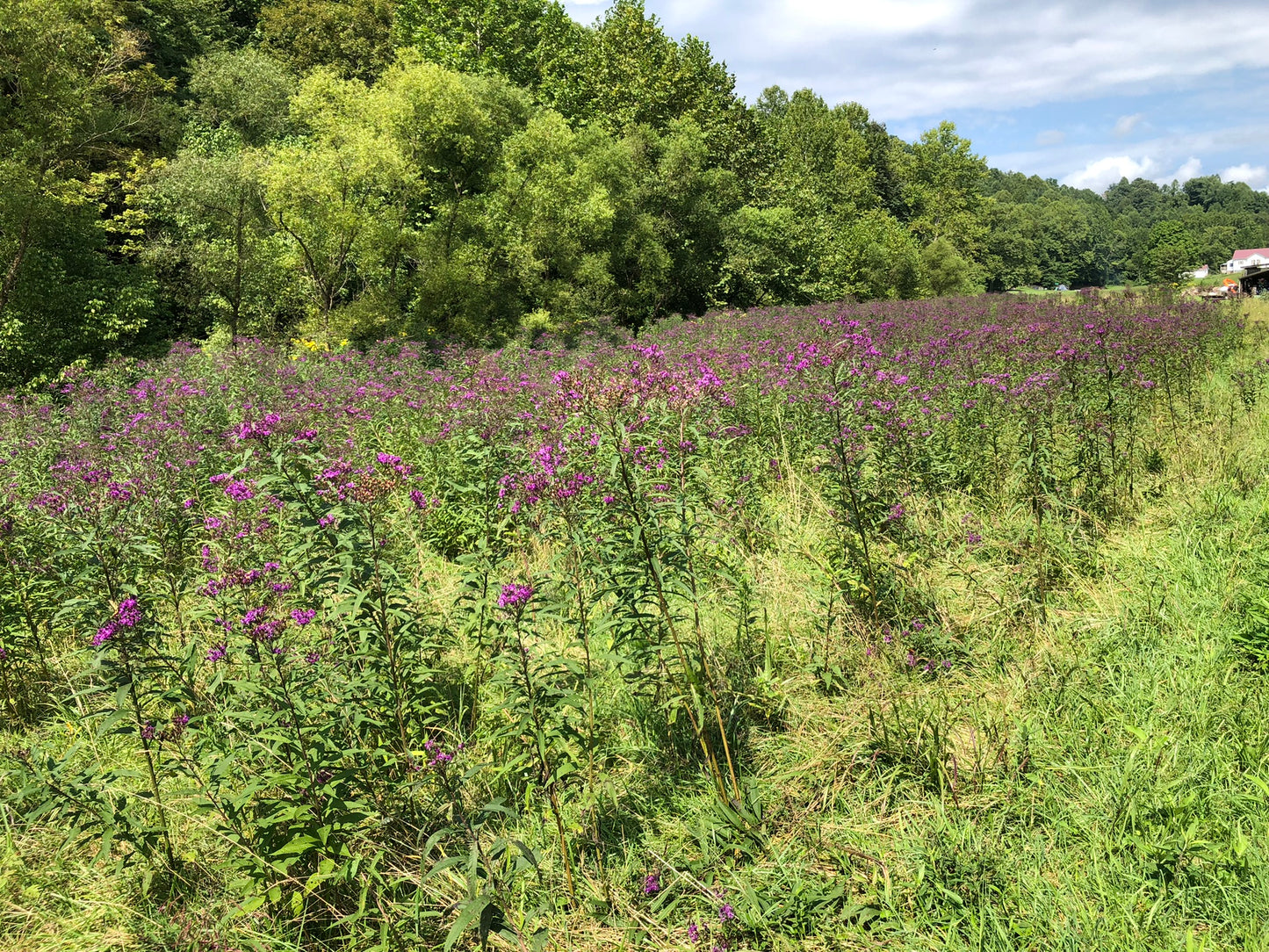 Bulk Organic Ironweed Seeds (Vernonia gigantea) 1 oz (28 grams) by Smoke Camp Crafts - Habit Restoration, DIY Wildflower Meadow