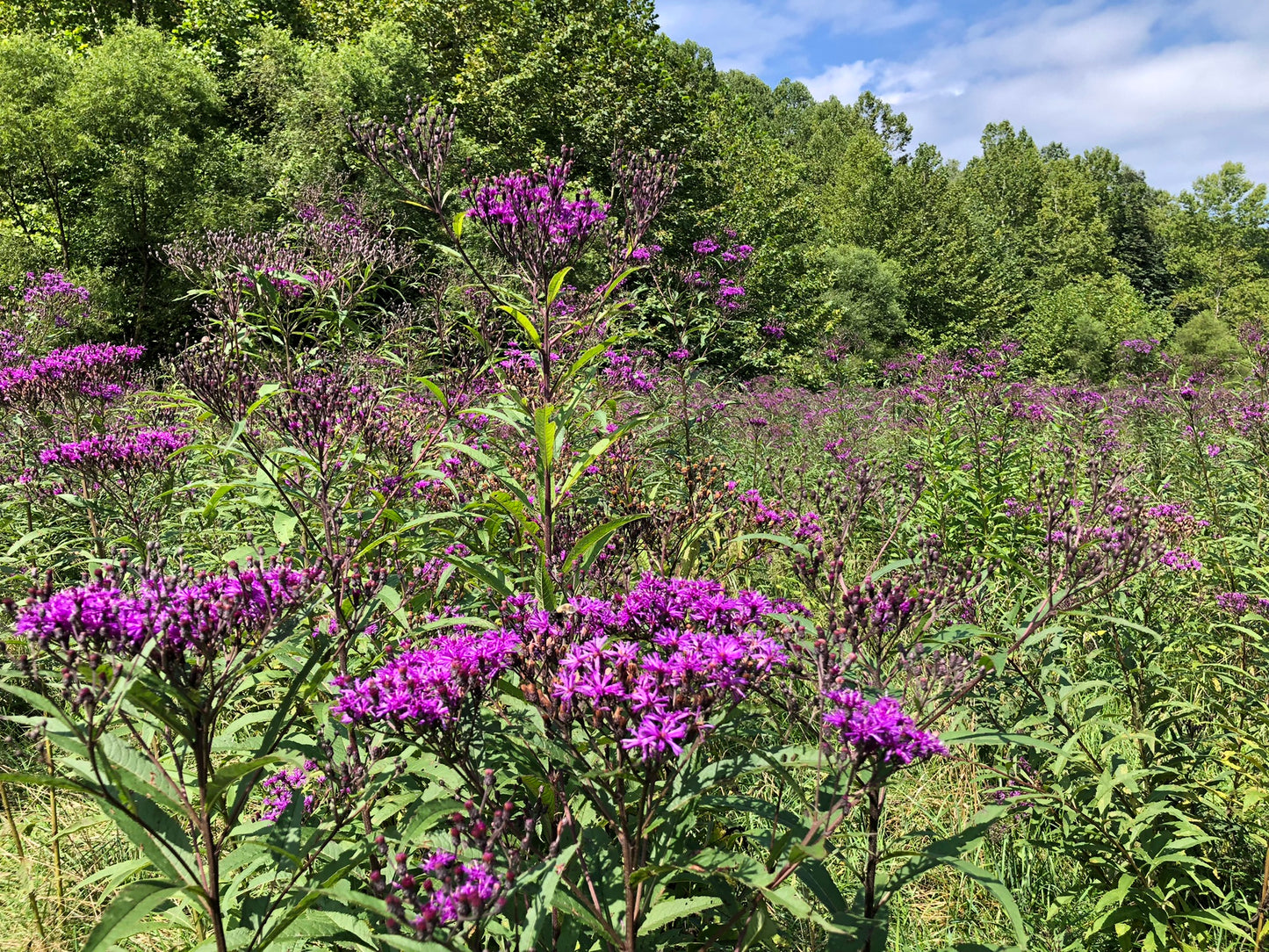 Bulk Organic Ironweed Seeds (Vernonia gigantea) 1 oz (28 grams) by Smoke Camp Crafts - Habit Restoration, DIY Wildflower Meadow