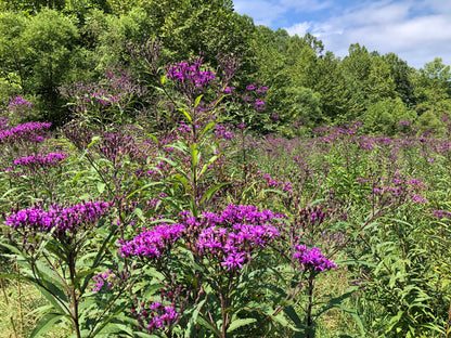 Bulk Organic Ironweed Seeds (Vernonia gigantea) 1 oz (28 grams) by Smoke Camp Crafts - Habit Restoration, DIY Wildflower Meadow