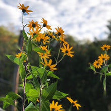Tall yellow Jerusalem artichoke flowers (Helianthus tuberosus) and their sunchoke tubers are featured, ready for planting or eating. Smoke Camp Crafts offers these native, edible Organic Jerusalem Artichokes in a 1 pound pack.