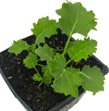 Dwarf Blue Curled Kale (Brassica oleracea) 150 Seeds (1 gram) by Smoke Camp Crafts