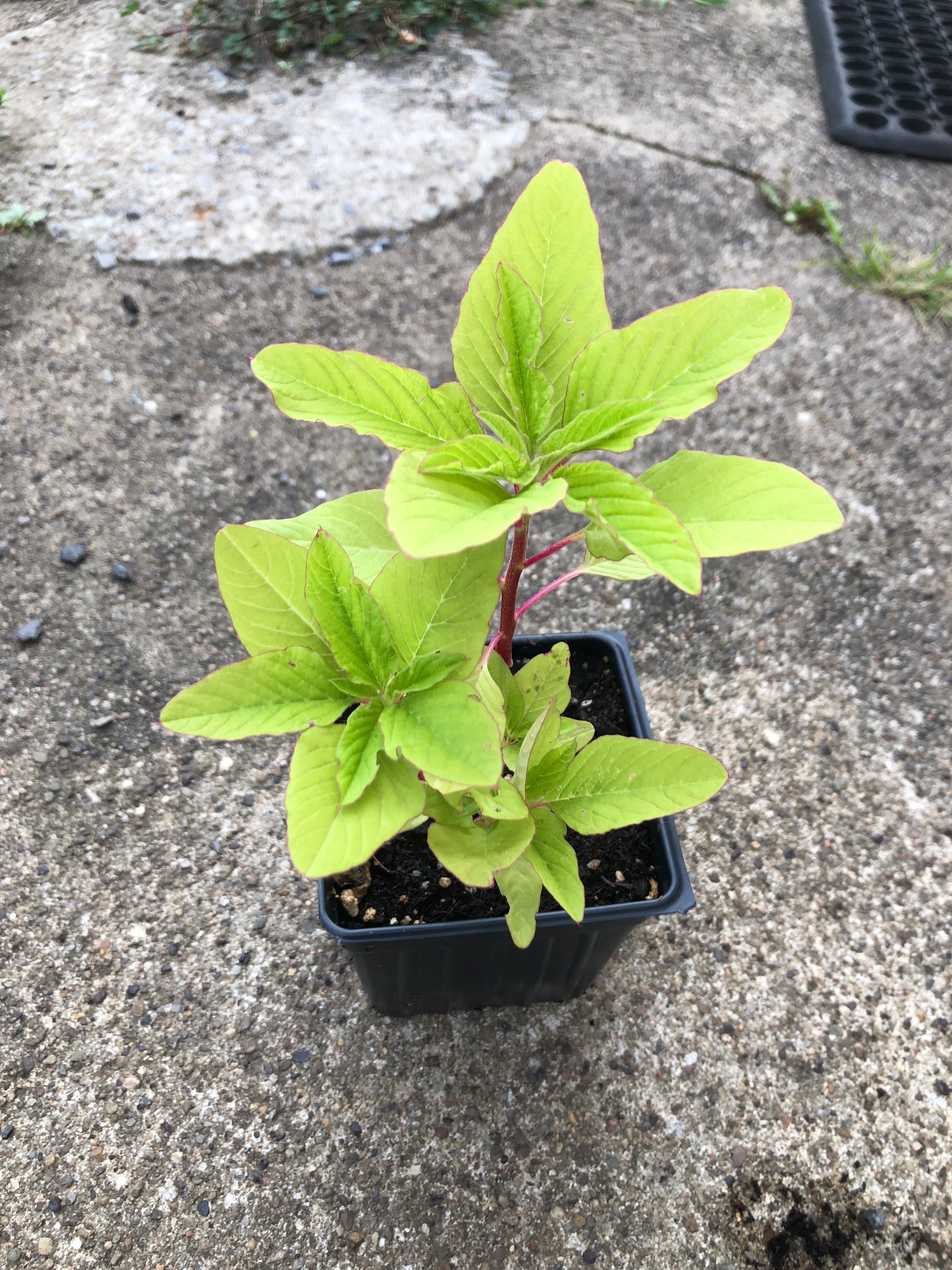 live plant with pot Organic Love Lies Bleeding (Amaranthus caudatus) Live Plant in 2.5 inc – Smoke Camp Crafts
