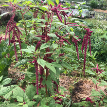 Organic Love Lies Bleeding (Amaranthus caudatus) Live Plant in 2.5 inch Pot - Callaloo, Laf Sag Live Plant - Gorgeous Magenta Flowers, Edible Leaves, Edible Seeds