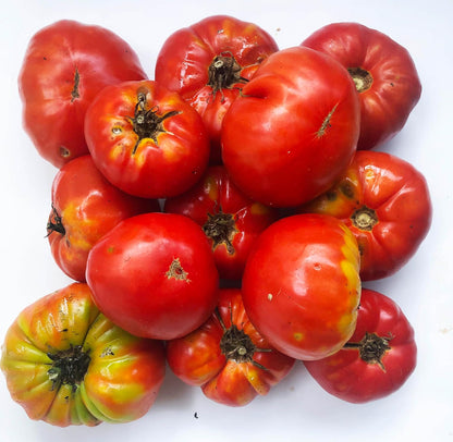 Tomato, Large Red Heirloom (Solanum lycopersicum) Organic Plant in 2.5-inch Pot by Smoke Camp Crafts - Open Pollinated Beefsteak Type