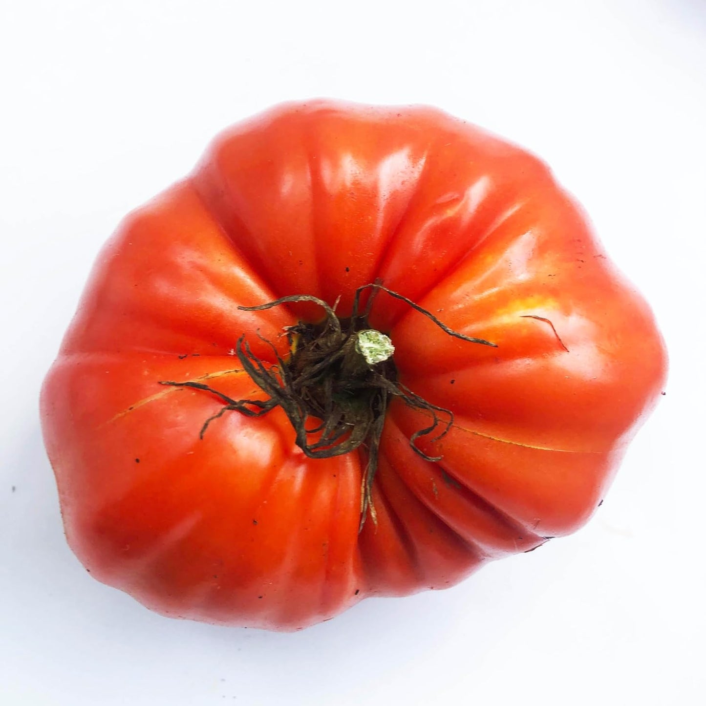 Tomato, Large Red Heirloom (Solanum lycopersicum) Organic Plant in 2.5-inch Pot by Smoke Camp Crafts - Open Pollinated Beefsteak Type