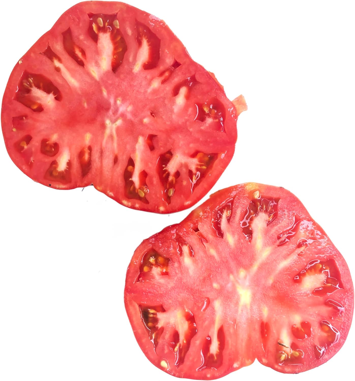 Tomato, Large Red Heirloom (Solanum lycopersicum) Organic Plant in 2.5-inch Pot by Smoke Camp Crafts - Open Pollinated Beefsteak Type